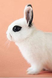 《永劫无间》职业联赛NBPL第一赛季复活赛DAY1单排